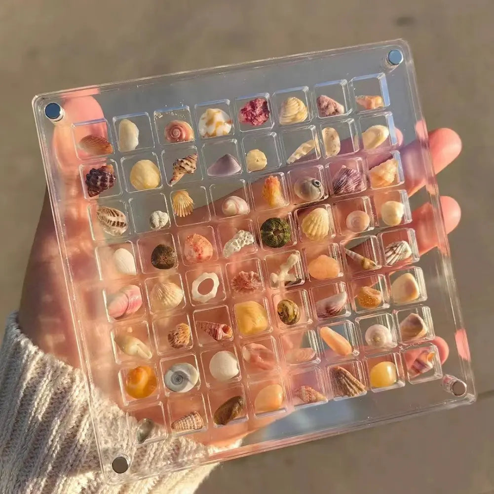 Magnetic Seashell Display Box